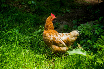 a red hen