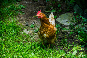 a red hen