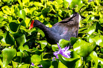 Closeup shot of a Common moorhen