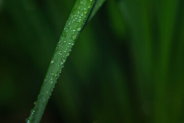 Dew drops on vegetation. Green grass with drops and bokeh. 
