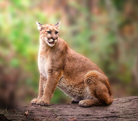 Closeup shot of a cougar sitting on a log against a blurred background