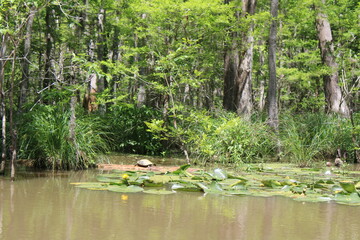 Honey Island Swamp Tours River Landscape. 