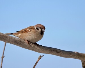 Sparrow bird on a withered branch against the sky. Close-up, birdwatching