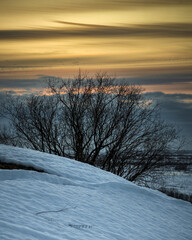 A branched tree on the slope of a snow-covered hill against the backdrop of a dramatic evening sky.