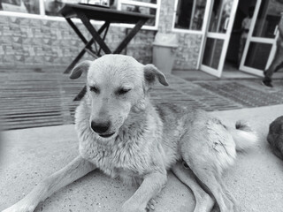Grayscale shot of a mongrel dog relaxing on ground