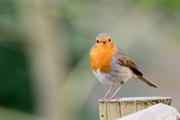 Closeup shot of a European robin bird perched on a wooden stump - Powered by Adobe