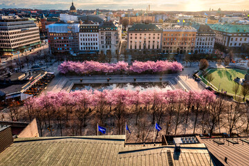 Cherryblossoms in city, Stockholm Sweden