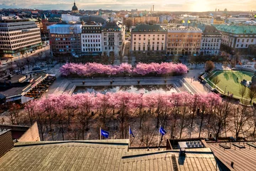 Fotobehang Cherryblossoms in city, Stockholm Sweden © Alexander