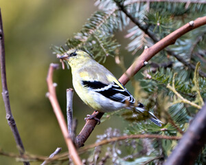 American Goldfinch Photo and Image. Finch close-up side profile view, perched on a branch with a blur background in its environment and habitat surrounding displaying yellow colour.