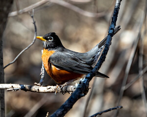American Robin Stock Photo and Image. Robin bird perched on a branch with blur forest background in its environment and habitat surrounding displaying plumage feather.