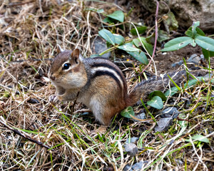 Chipmunk Photo and Image.  In the field displaying brown fur, body, head, eye, nose, ears, paws, in its environment and habitat surrounding.
