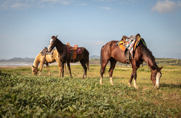 Closeup shot of brown horses grazing in the field in Costa Rica