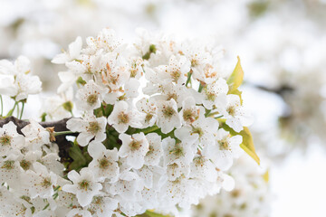 Close-up shot of blooming cherry flowers on the tree branches
