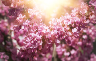 A close-up of pink flowers on Judas tree.