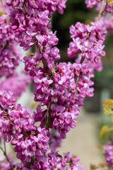 A close-up of pink flowers on Judas tree.
