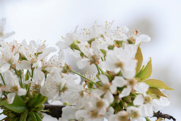 Close-up shot of blooming cherry flowers on the tree branches