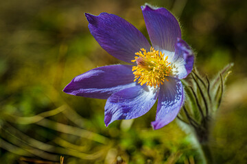 Closeup shot of a blooming purple Eastern pasqueflower © Darius Janutis/Wirestock Creators