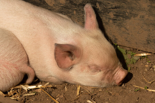 Head shot of cute pink piglet asleep in pig sty