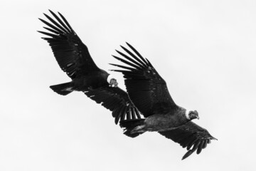 Grayscale shot of andean condor birds flying in the sky