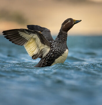 Selective Focus Shot Of A Yellow Billed Loon Bird Swimming In A Lake