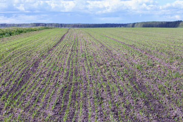 Fototapeta na wymiar young green corn sprouts sprout in a cultivated agricultural field