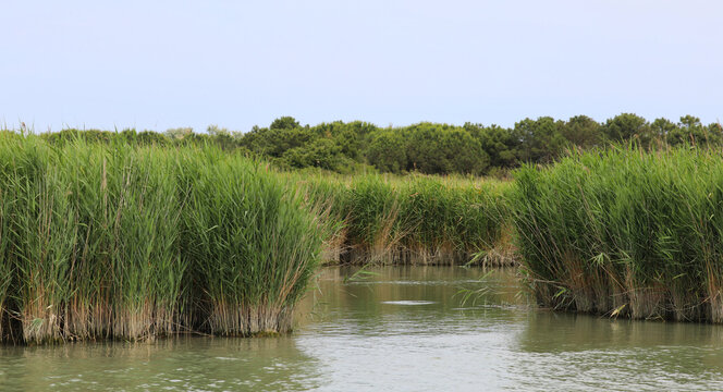 reed bed in the mouth of the Po river in the Veneto region of Northern Italy
