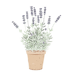 Flat grass potted lavender, isolated vector Illustration. Home garden and decor design element. Healing and cosmetics herb in a pot. Garden Medical plant. Icon for natural and organic products