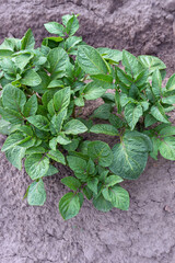furrow with young shoots of potatoes close-up as a natural background
