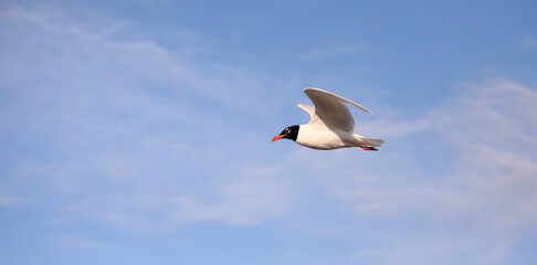 Black-headed gull on the sky