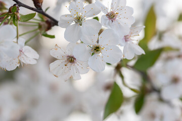 Close-up shot of blooming cherry flowers on the tree branches