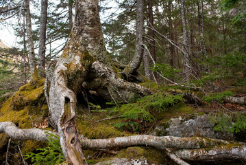 Fototapeta premium Close up of flora in the forest