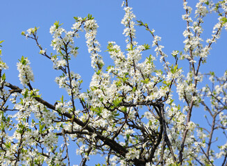 many White small flowers on the tree in spring and sky in background
