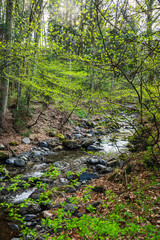 Fototapeta na wymiar 森の中を流れる川　黒沢洞合自然公園