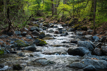 
森の中を流れる川　黒沢洞合自然公園
