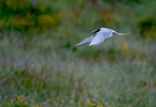 Close-up selective focus shot of an Arctic tern gliding - Powered by Adobe