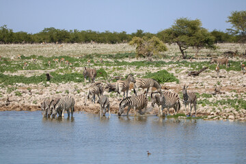 Zebra drinking water at Okaukuejo waterhole, Etosha National Park, Namibia