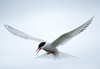 Close-up selective focus shot of an Arctic tern gliding
