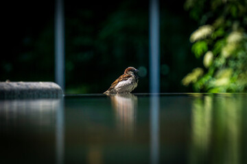 Bird posing by the water