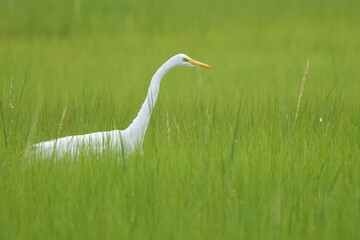 Selective of a great egret (Ardea alba) in green grass