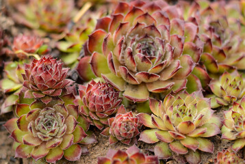 Fototapeta premium Echeveria is a stone rose, a plant of the succulent genus and the Tolstyankov family. Home garden.