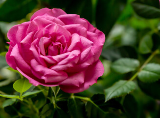 Close-up of a pink rose flower with blurred leaves in the background.