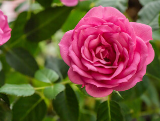 Close-up of a pink rose flower with blurred leaves in the background.