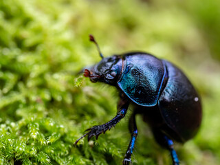 Macro focus shot of spring dor beetle standing on green plant on a sunny day with blurred background