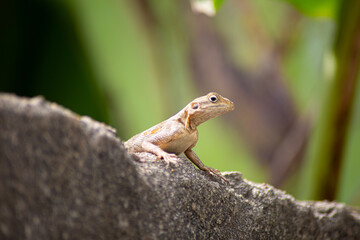 Female Agama Lizard Close-up on Concrete Garden Wall, photo was taken in Ghana - West Africa.