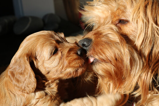 close up of a Cockapoo puppy kissing its mom