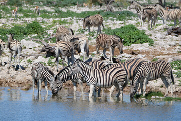 Fototapeta na wymiar Zebra drinking water at Okaukuejo waterhole, Etosha National Park, Namibia