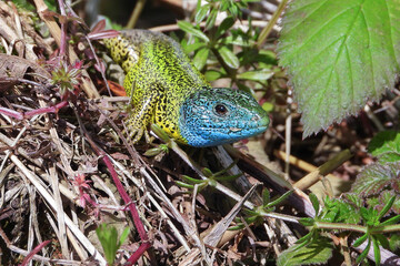 The Iberian emerald lizard is endemic to the Iberian Peninsula
