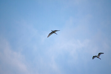 Gulls in Flight