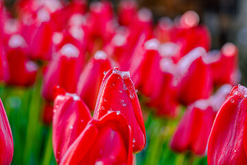 Closeup shot of red tulips blossoming in the garden