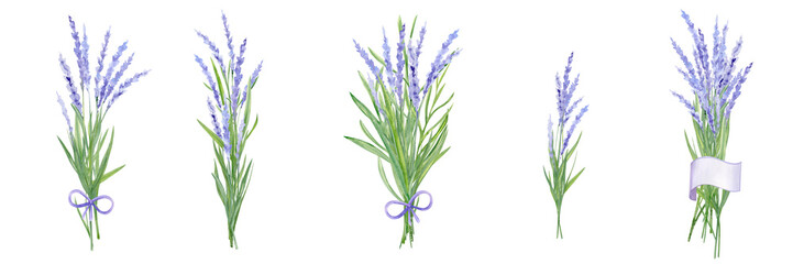Fototapeta na wymiar Watercolor hand drawn beautiful set with lavender flowers